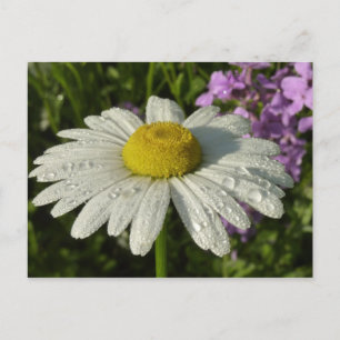 Daisy en Zomer Lila Wildflower Briefkaart