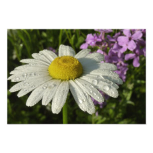 Daisy en Zomer Lila Wildflower Foto Afdruk