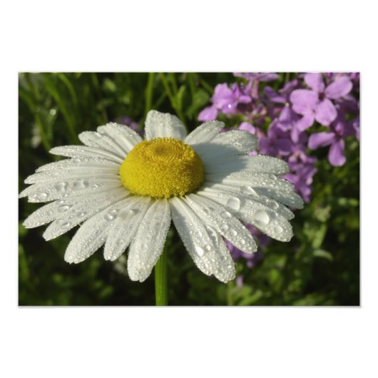 Daisy en Zomer Lila Wildflower Foto Afdruk (Voorkant)