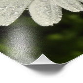 Daisy en Zomer Lila Wildflower Foto Afdruk (Hoek)