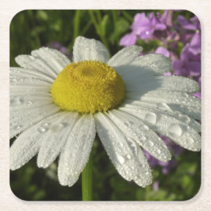 Daisy en Zomer Lila Wildflower Kartonnen Onderzetters
