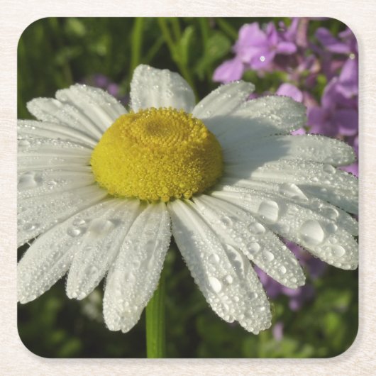 Daisy en Zomer Lila Wildflower Kartonnen Onderzetters (Voorkant)