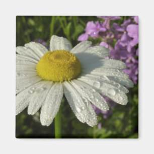 Daisy en Zomer Lila Wildflower Magneet