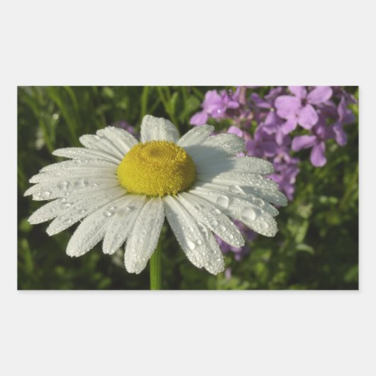 Daisy en Zomer Lila Wildflower Rechthoekige Sticker (Voorkant)