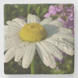 Daisy en Zomer Lila Wildflower Stenen Onderzetter