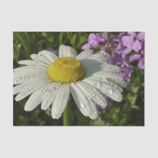 Daisy en Zomer Lila Wildflower Tissuepapier (Voorkant)