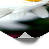 Daisy Fairy Poster (Hoek)