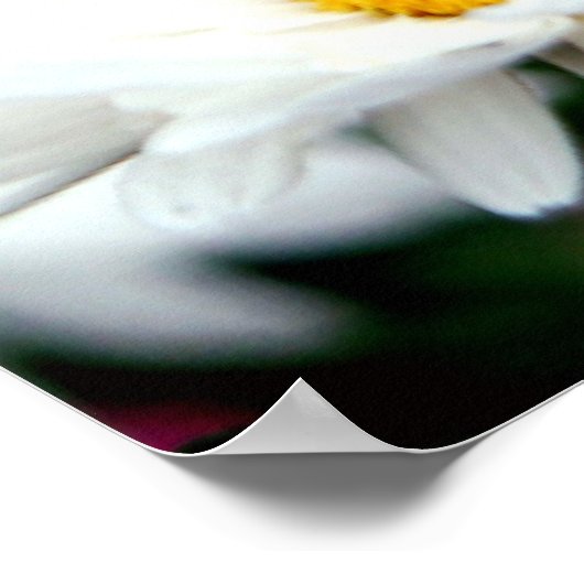 Daisy Fairy Poster (Hoek)