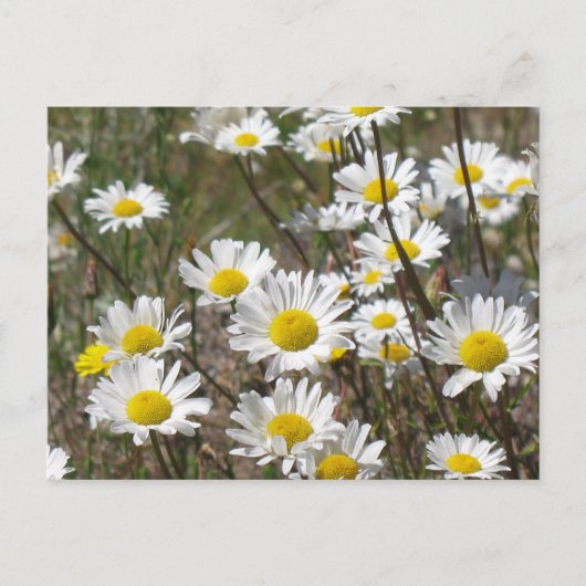 Daisy Field Briefkaart (Voorkant)