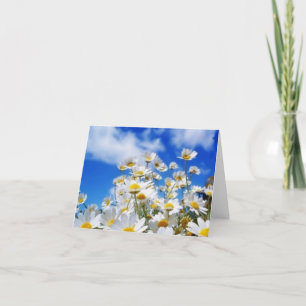 Daisy Field Kaart