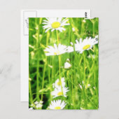 Daisy Field / Meadow Briefkaart (Voorkant / Achterkant)