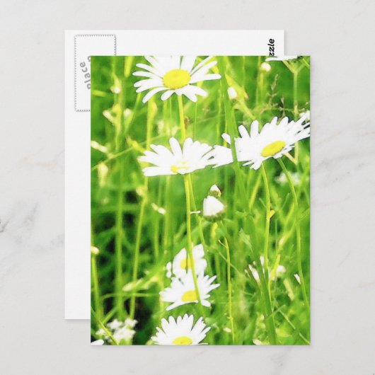 Daisy Field / Meadow Briefkaart (Voorkant / Achterkant)