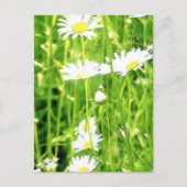 Daisy Field / Meadow Briefkaart (Voorkant)