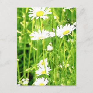 Daisy Field / Meadow Briefkaart