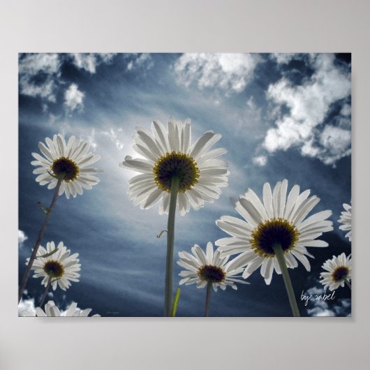 Daisy Field Poster (Voorkant)
