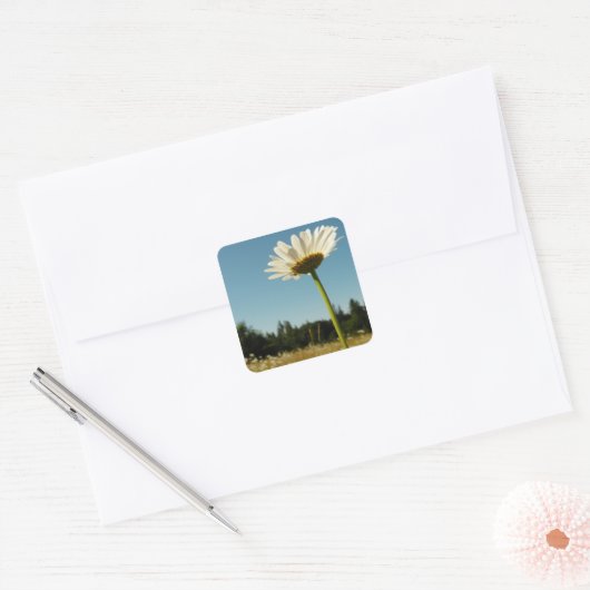 Daisy Field Sticker (Envelop)