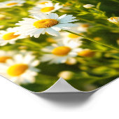 Daisy Field Sunlight Cheerful Flowers Spring Poster (Hoek)