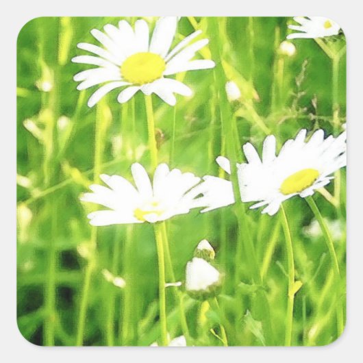 Daisy Field Vierkante Sticker (Voorkant)