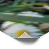 Daisy Fleabane Poster (Hoek)