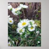 Daisy Fleabane Poster (Voorkant)