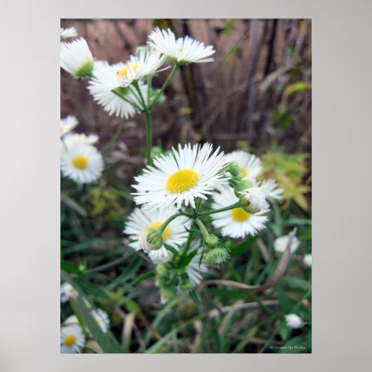 Daisy Fleabane Poster (Voorkant)