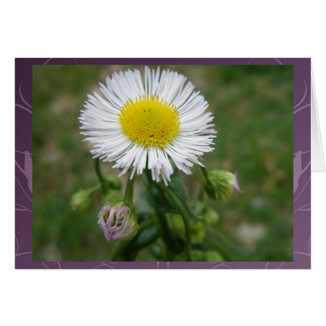Daisy Fleabane Wildflower (Voorkant Horizontaal)