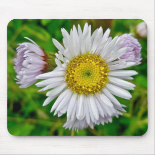 Daisy Fleabane Wildflower Mousepad Muismat