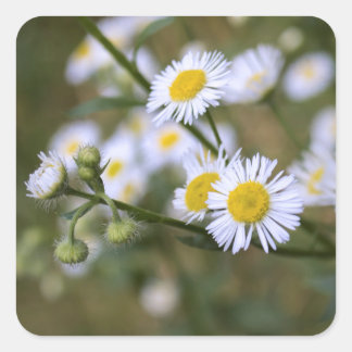 Daisy Fleabane Wildflower Stickers