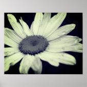Daisy Flower Black en White Poster (Voorkant)