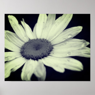 Daisy Flower Black en White Poster