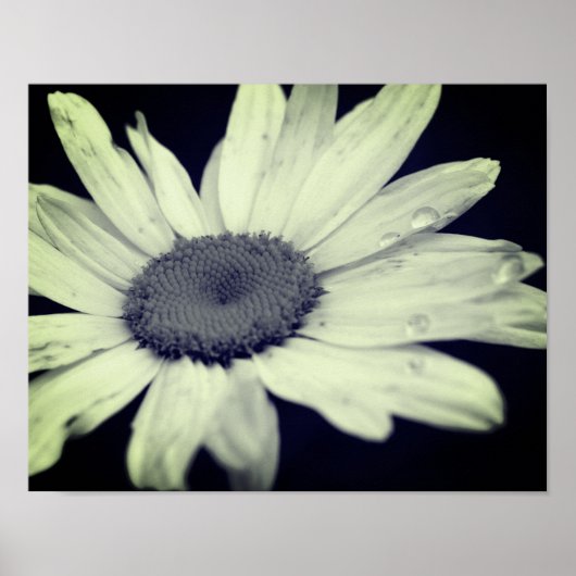 Daisy Flower Black en White Poster (Voorkant)