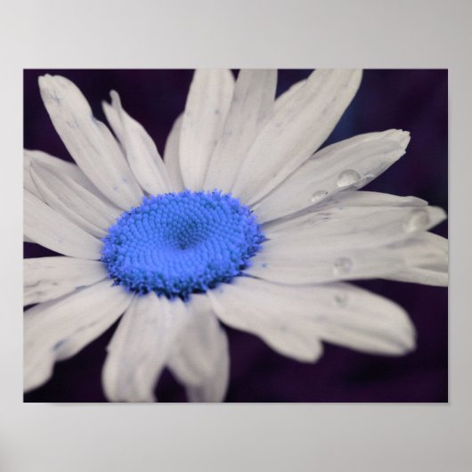 Daisy Flower Blue Center Raindrops Abstract Poster (Voorkant)