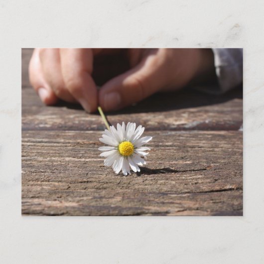 Daisy Flower Briefkaart (Voorkant)
