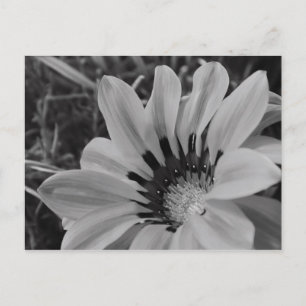 Daisy Flower Briefkaart