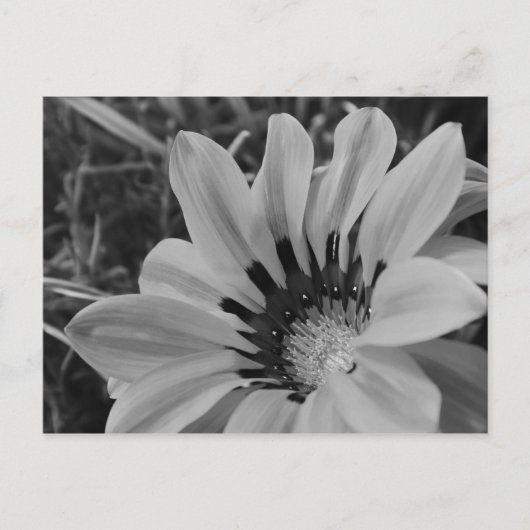 Daisy Flower Briefkaart (Voorkant)