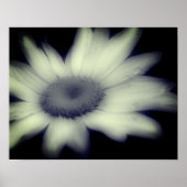 Daisy Flower Close Black and White Poster (Voorkant)