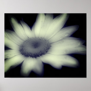 Daisy Flower Close Black and White Poster