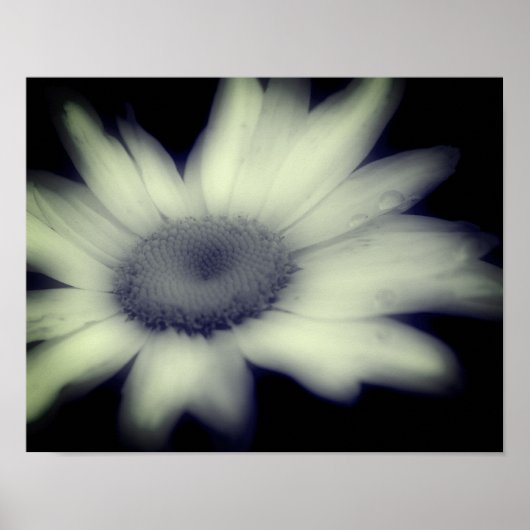 Daisy Flower Close Black and White Poster (Voorkant)
