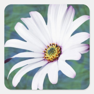 Daisy Flower en betekenis Vierkante Sticker