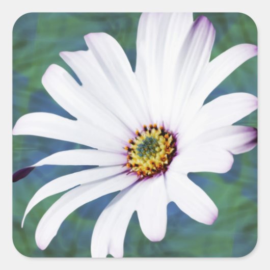 Daisy Flower en betekenis Vierkante Sticker (Voorkant)