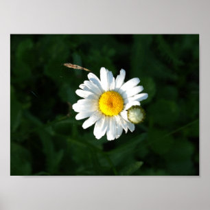 Daisy Flower Foto Poster