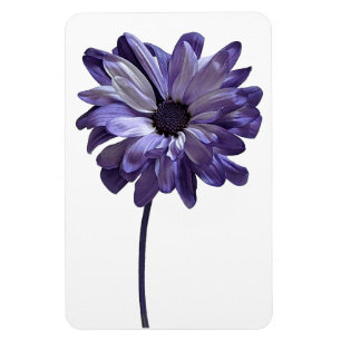 Daisy Flower fotomagneet Magneet