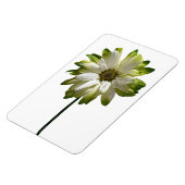 Daisy Flower fotomagneet Magneet (Linkerzijde)
