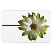 Daisy Flower fotomagneet Magneet (Horizontaal)
