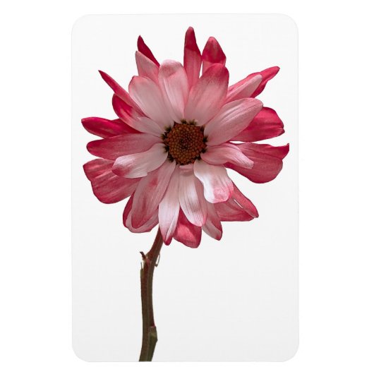 Daisy Flower fotomagneet Magneet (Verticaal)