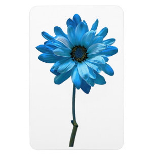 Daisy Flower fotomagneet Magneet