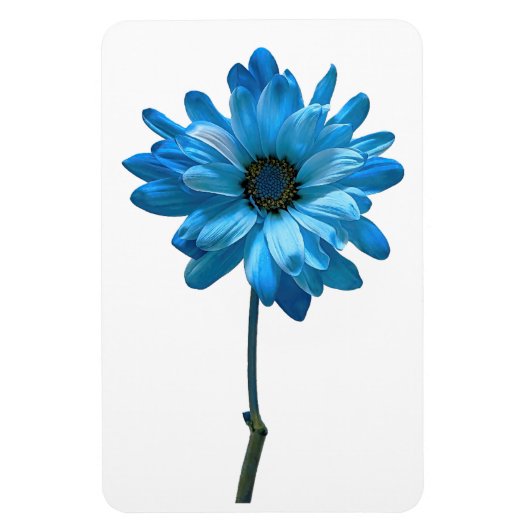 Daisy Flower fotomagneet Magneet (Verticaal)