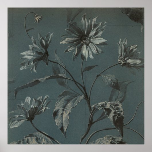 Daisy flower grijs Victoriaans illustratie Poster (Voorkant)