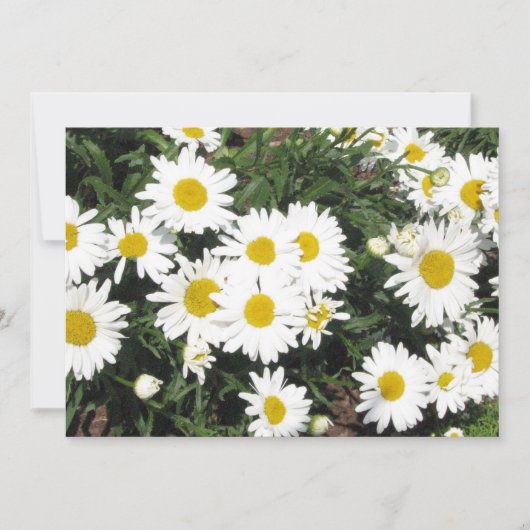 Daisy Flower Invitation Kaart (Voorkant)