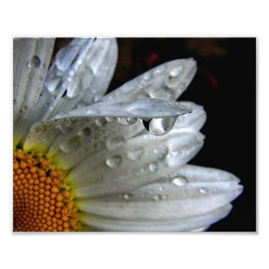 Daisy Flower Macro Foto Afdruk (Voorkant)